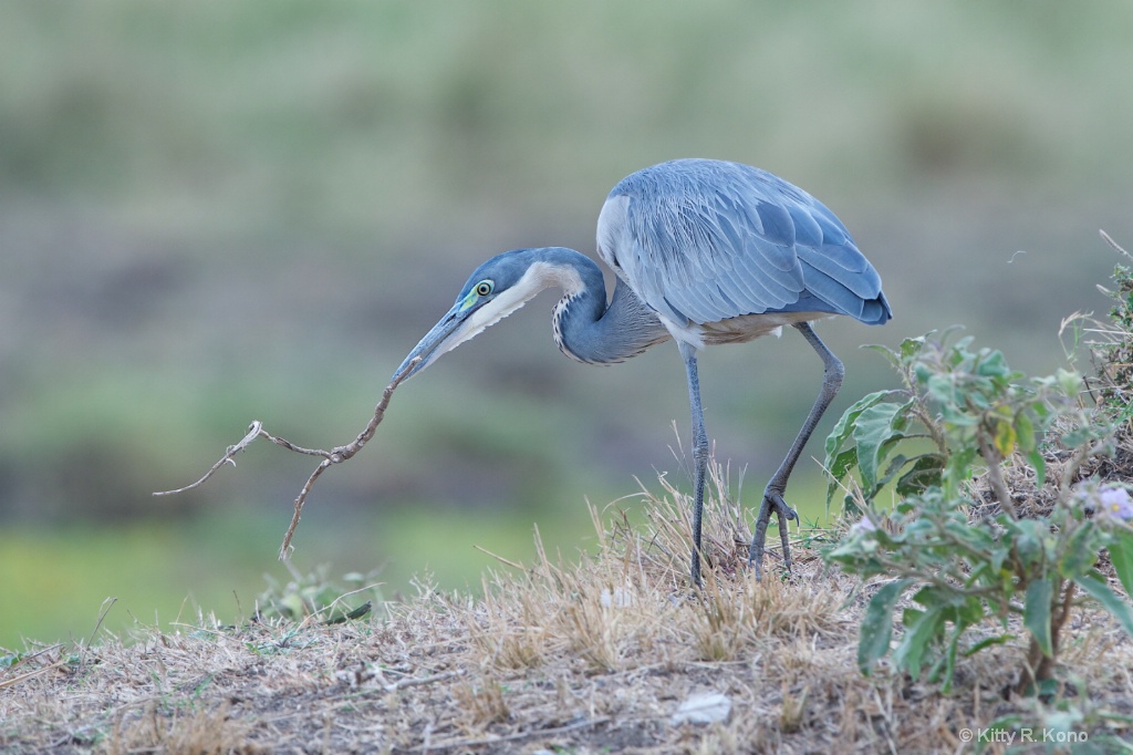 Gray Heron with Stick - Samburu Kenya - ID: 15215357 © Kitty R. Kono