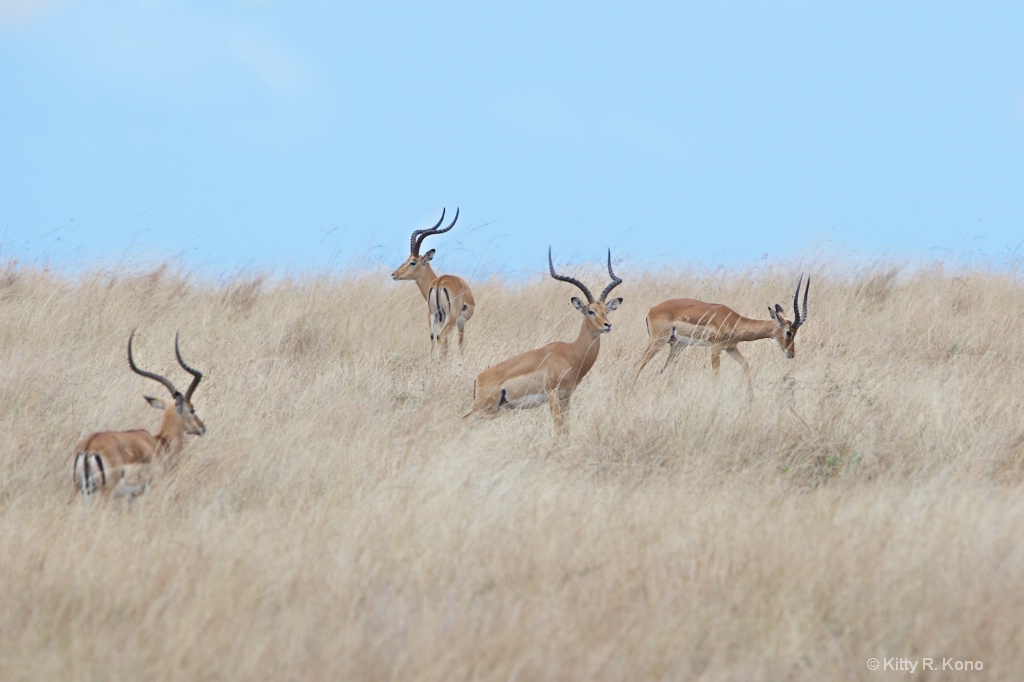 Impalas in the Brush