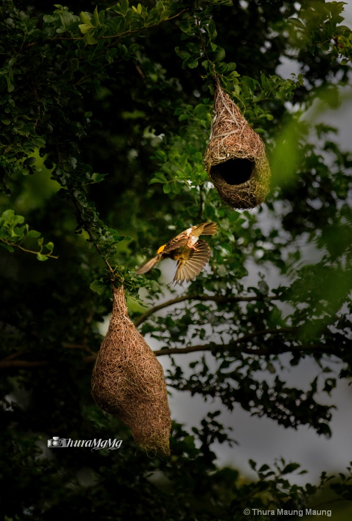 Weaver Bird