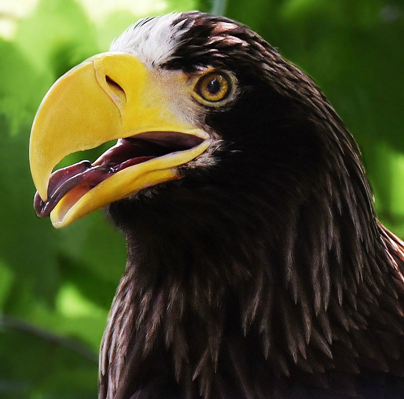 Steller's Sea Eagle