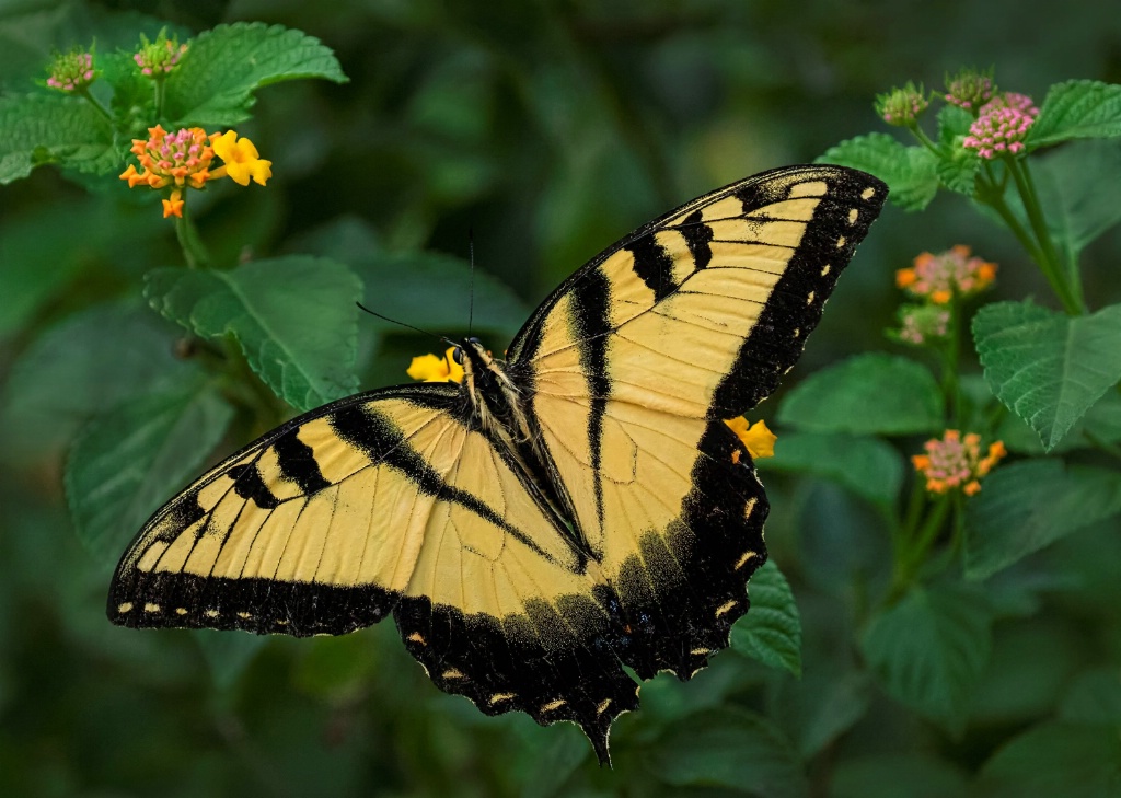 Tiger Swallowtail Butterfly