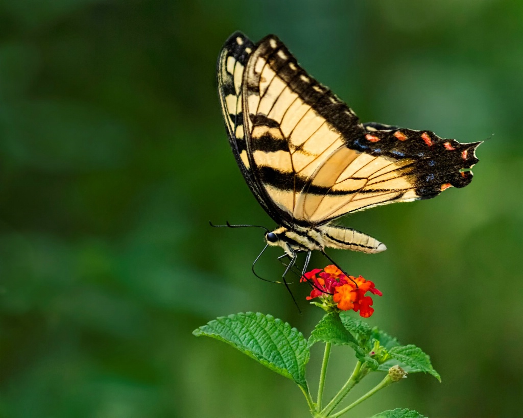 Swallowtail and Lantana