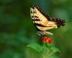 Swallowtail and L...
