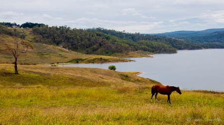 Country Life