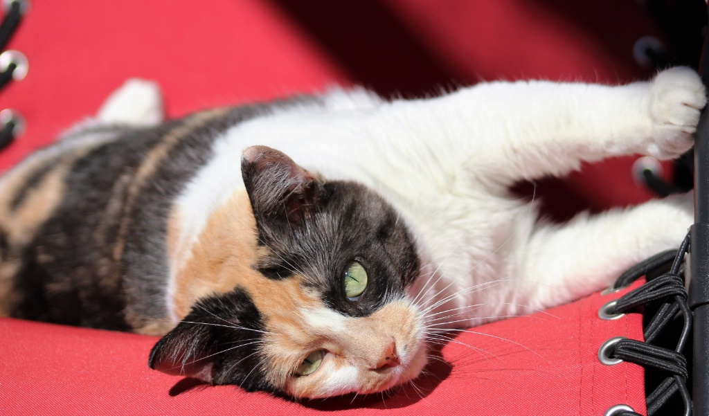 Contented Calico