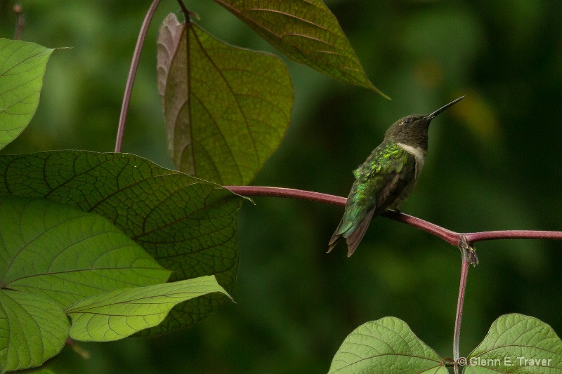 Male Ruby Throat Hummingbird 
