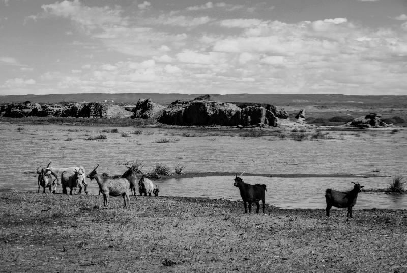 Gobi oasis