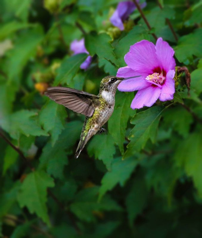 Hummingbird