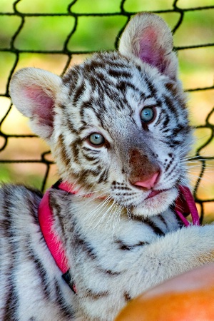 White Tiger Cub