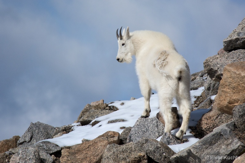 Mountain Goat in snow