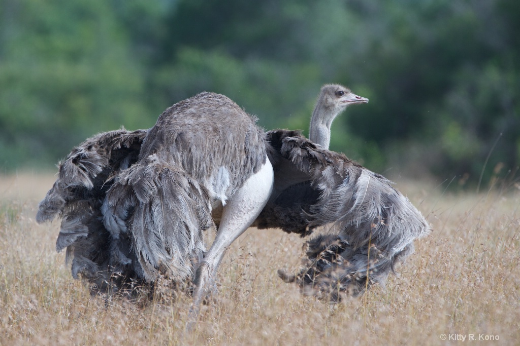 Female Ostrich Showing a Little Leg