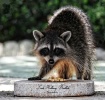 Coon