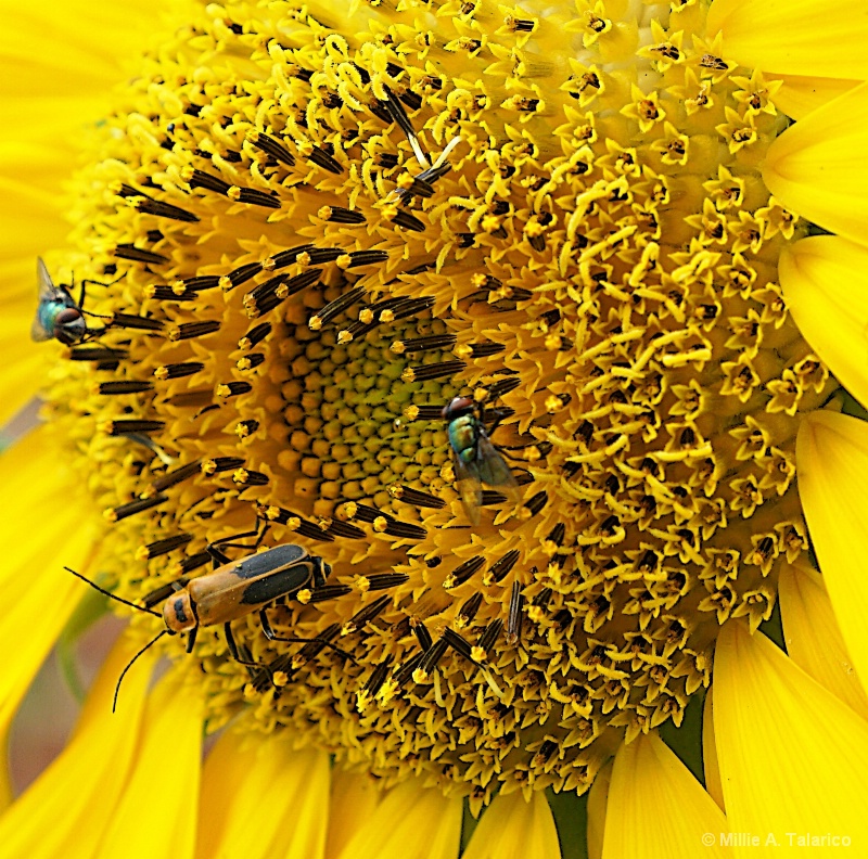 Center Of Sunflower