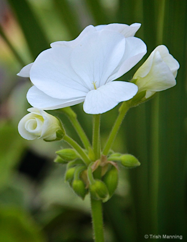 White Geranium - Bud to Bloom