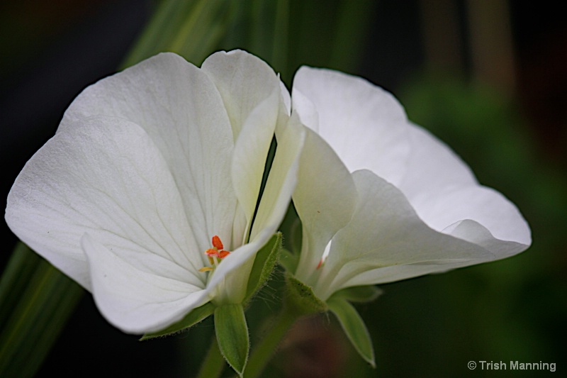 White Geranium-Seeing double...
