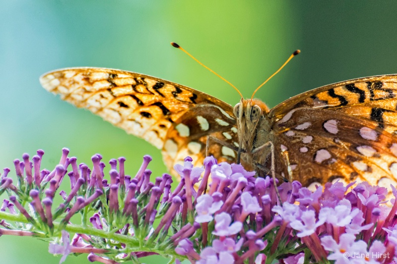 Great Spangled Fritillary