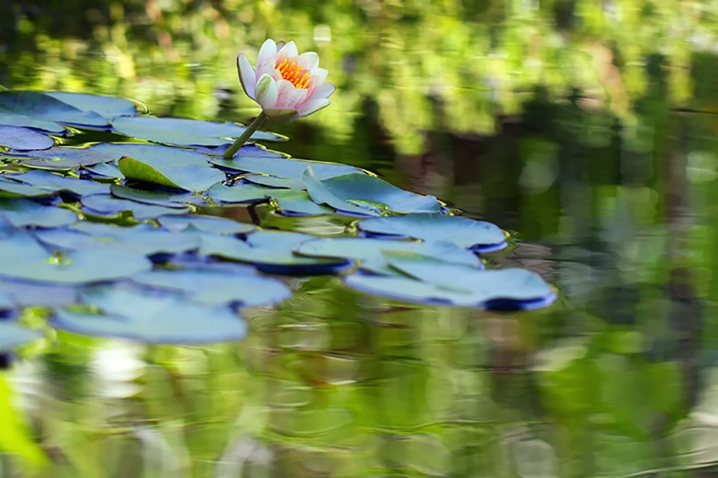 Summer Reflections