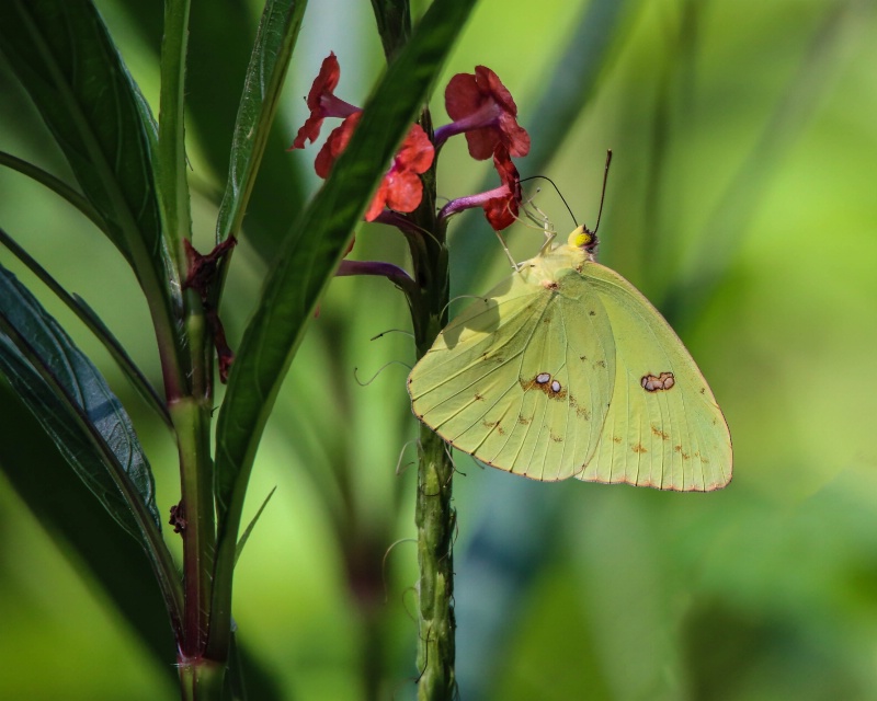 Clouded Sulphur