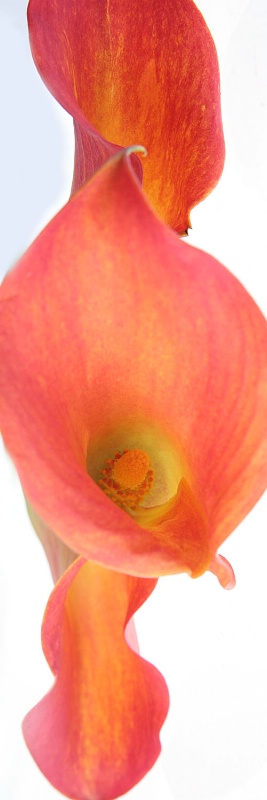 Tulip on white 6 - ID: 15216575 © Earl H. English