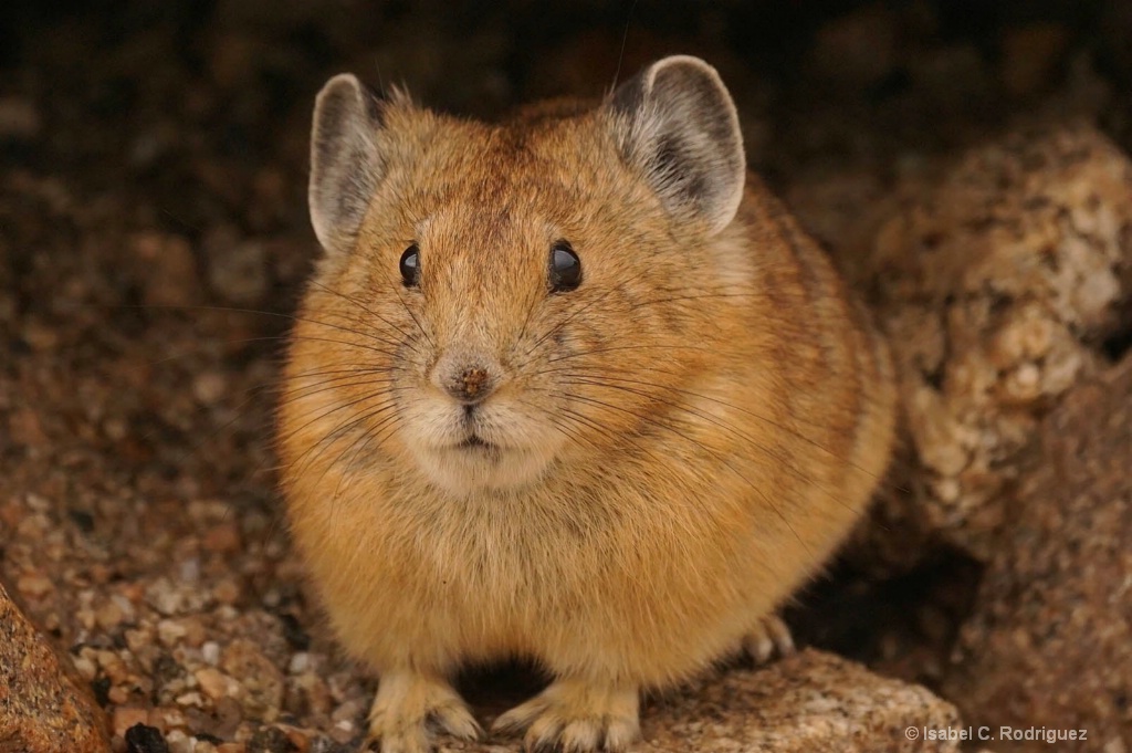 Curious Pika