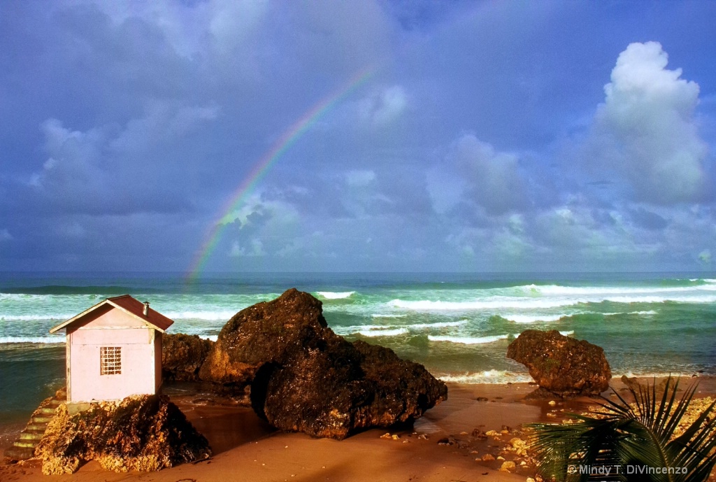 Barbados Rainbow 