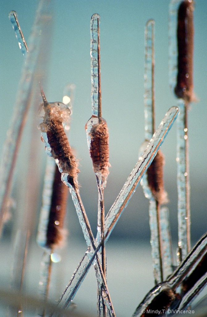 Cattails in Ice 