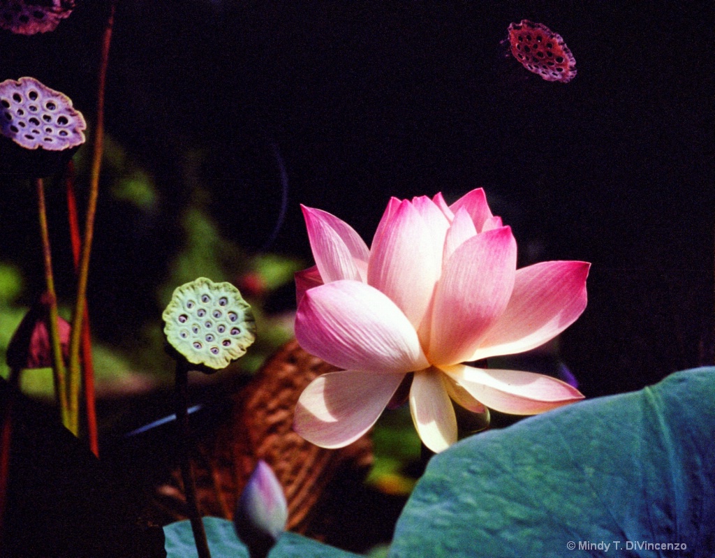 Lotus and Seed Pods 