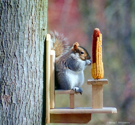 Squirrel and Corn 
