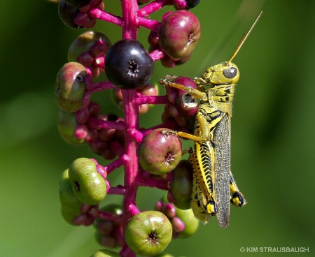 Hang On Grasshopper