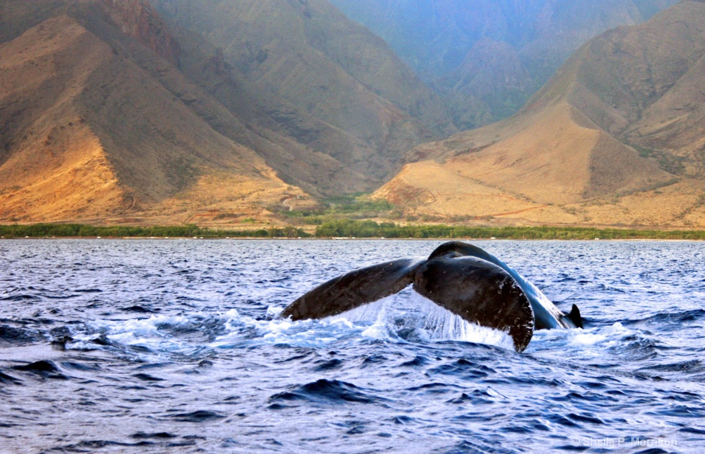Whale Tail with Mountains