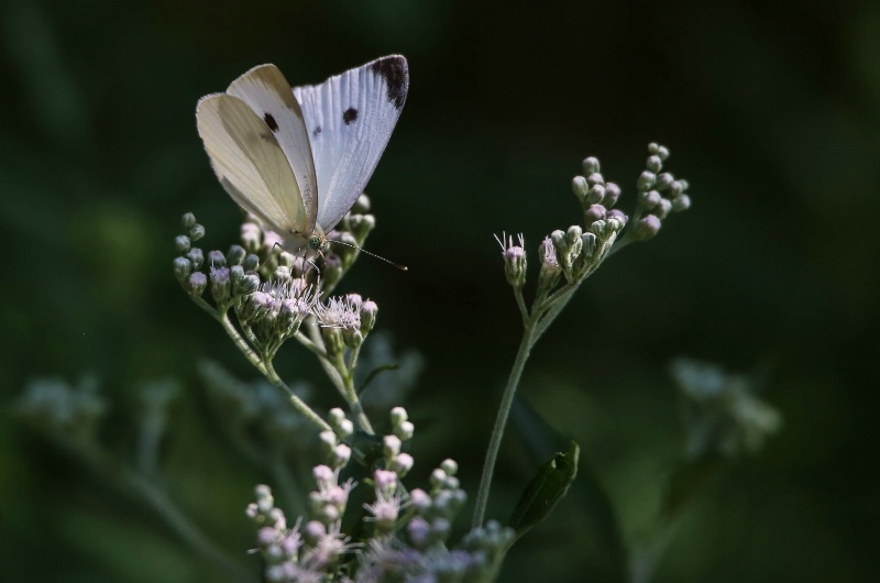 Cabbage White Butterfly