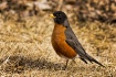 Robin