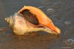Conch Shell