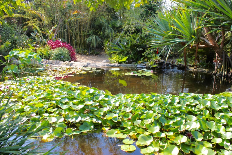 Lily pond at San Diego Botanical Garden