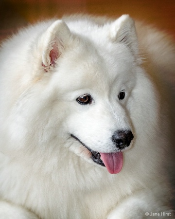Picture Perfect - Samoyed