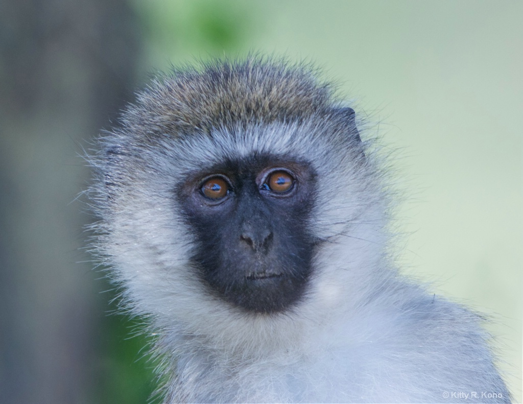 Vervet Monkey Portrait - ID: 15217190 © Kitty R. Kono