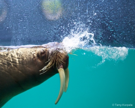 Walrus blowing bubbles