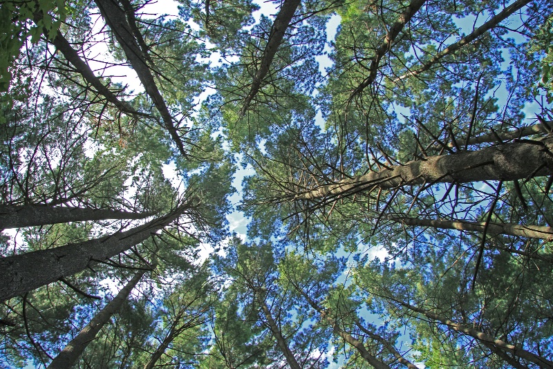 tree tops