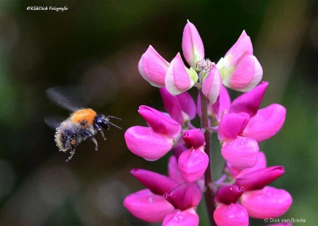 Flying bee