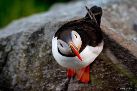 Curious puffin