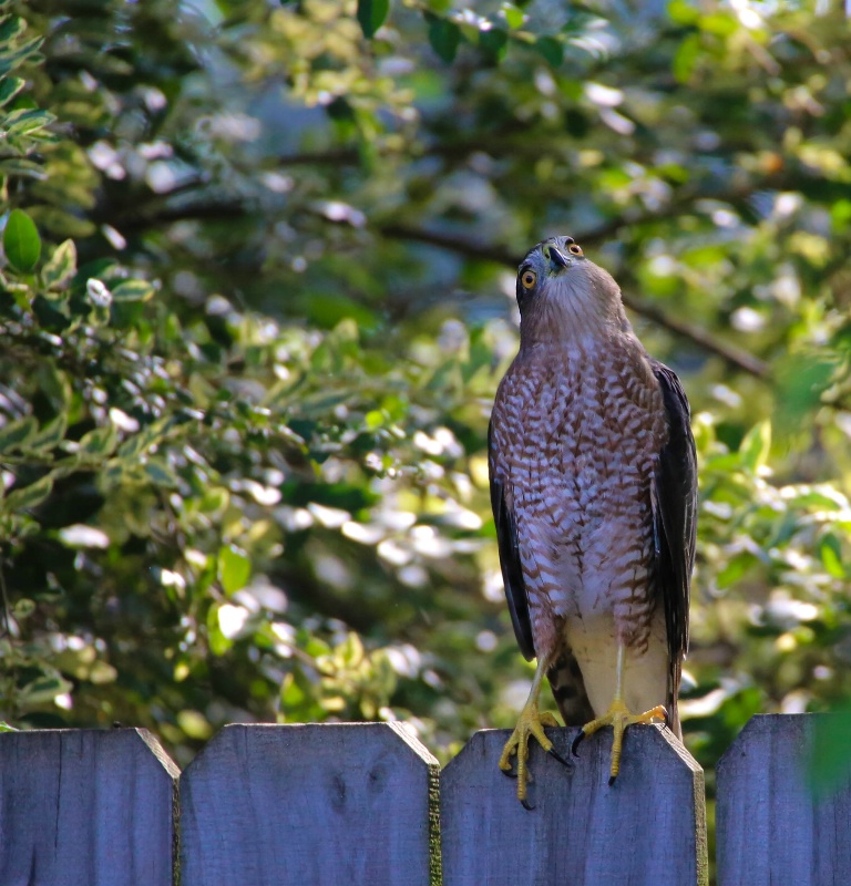 Sparrow-hawk 