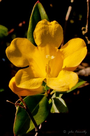 A Golden Flower.