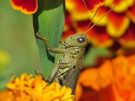 Grasshopper in Beauty