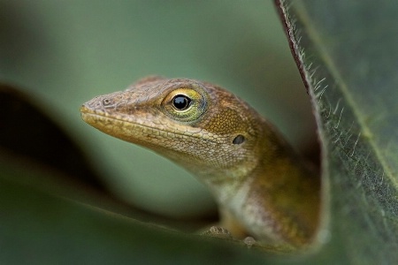 Hiding in the Greens