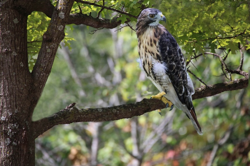 Red-tail Hawk 