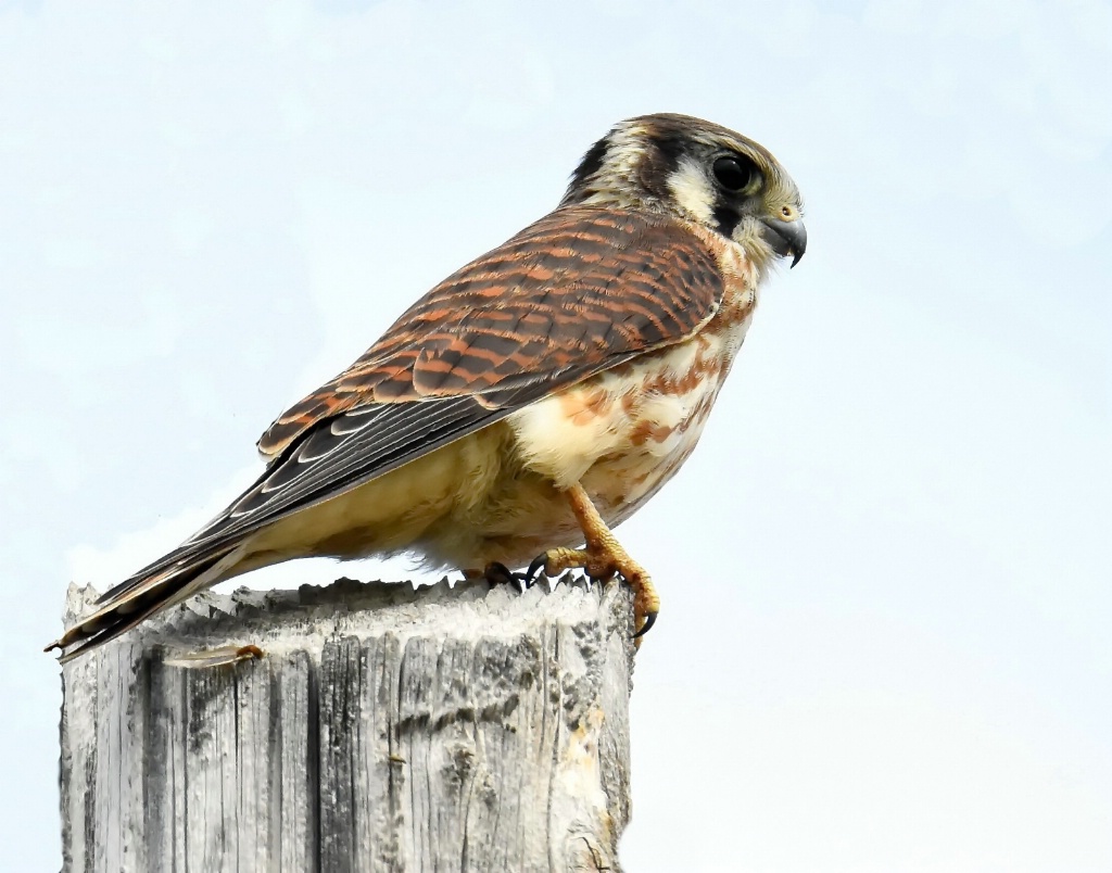 The littlest Falcon