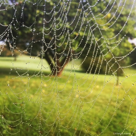 Nature's Curtain