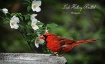 Red Bird