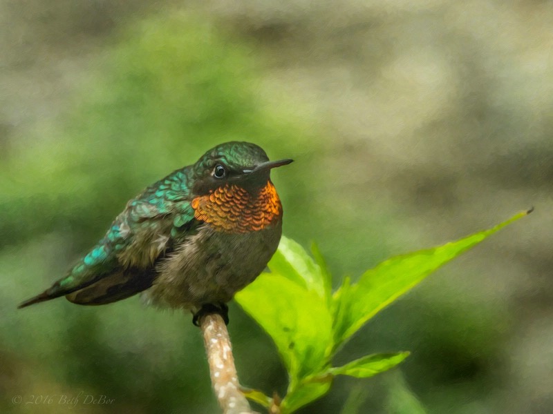 "Painted" Hummingbird