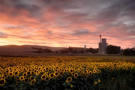 Sunflowers at Sunset